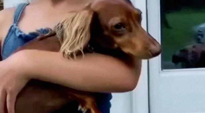 I Found a Lost Dog, but When I Returned It to Its Home, a Little Girl Opened the Door and Said, ‘Daddy, You’re Back!’ – Story of the Day