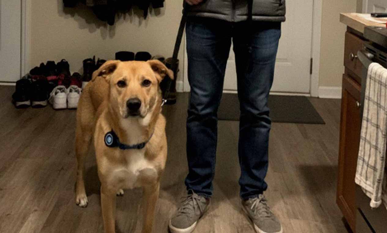 My Husband Started Taking Our Dog on 3-Hour ‘Walks’ Every Night – One Night I Checked the Dog’s GPS Collar, and My Stomach Dropped