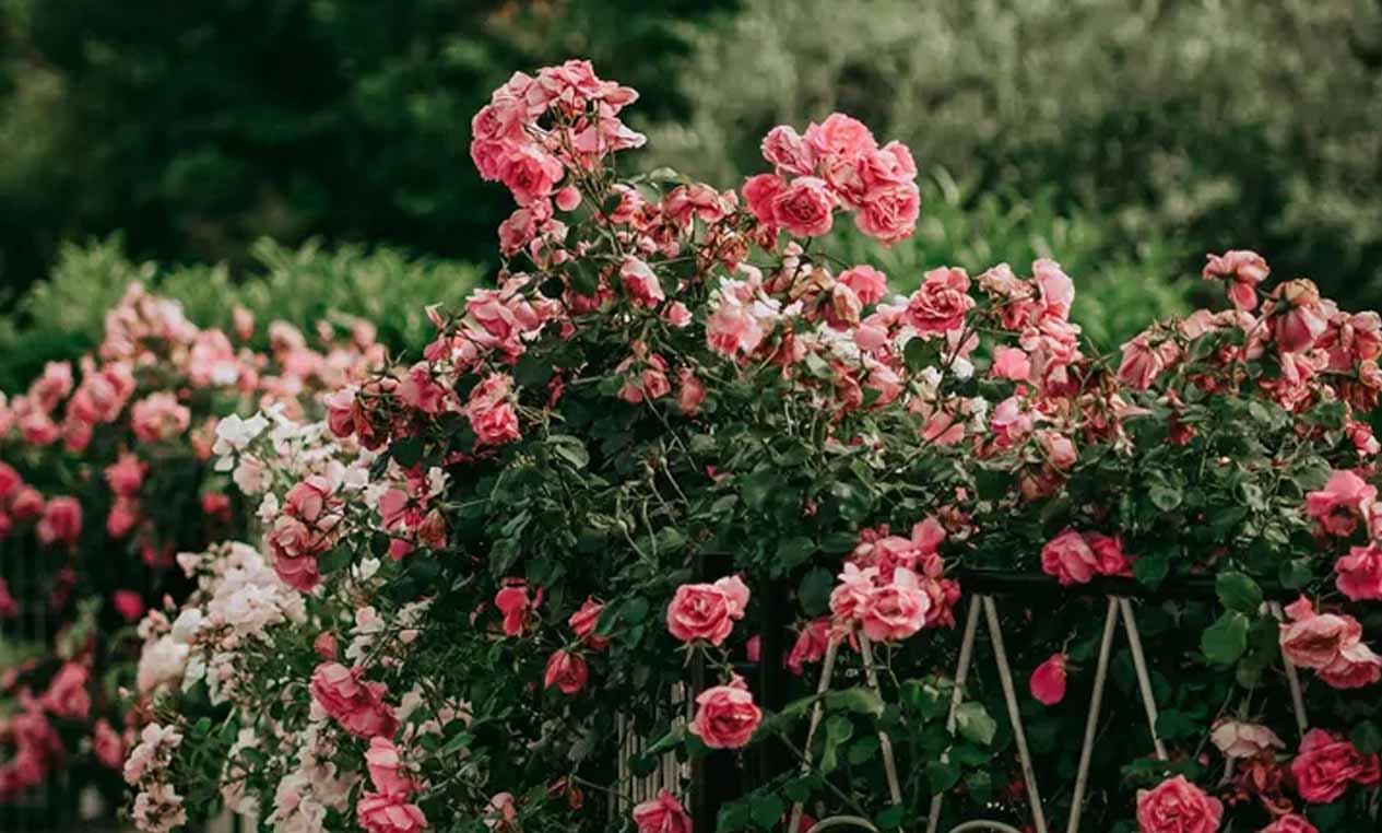 Grandma Asked Me to Move Her Favorite Rosebush One Year After Her Death – I Never Expected to Find What She’d Hidden Beneath It