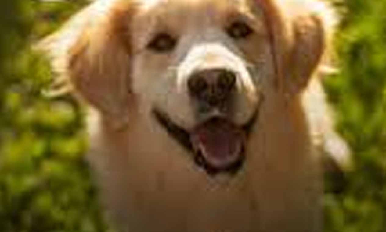 I Found a Dog in My Garden – After Calling the Number on His Tag, I Turned Down $150,000 but Found Happiness