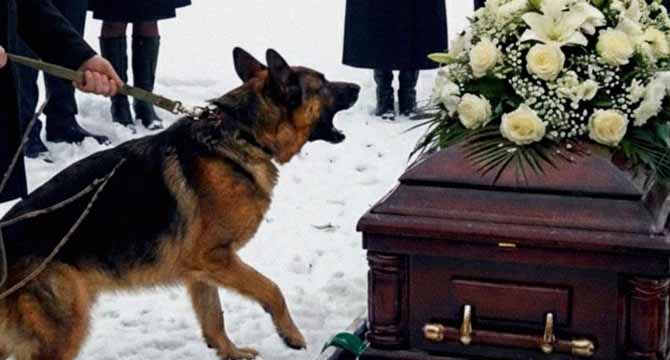At My Fatherโs Funeral, His Dog Started Barking at the Casket like Crazy โ After I Opened It, My Mom Fainted