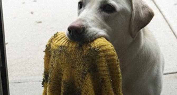 My Dog Brought Me My Late Daughter’s Sweater the Police Had Taken – Then He Led Me to a Place That Stopped Me Cold