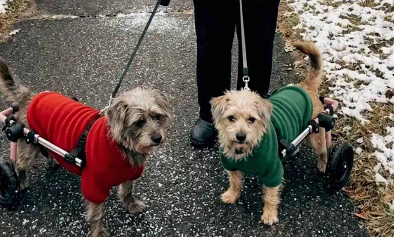 My Neighbor Called My Rescue Dogs ‘Disgusting’ and Told Me to Get Rid of Them – I’m 75, and She Learned a Lesson Real Fast