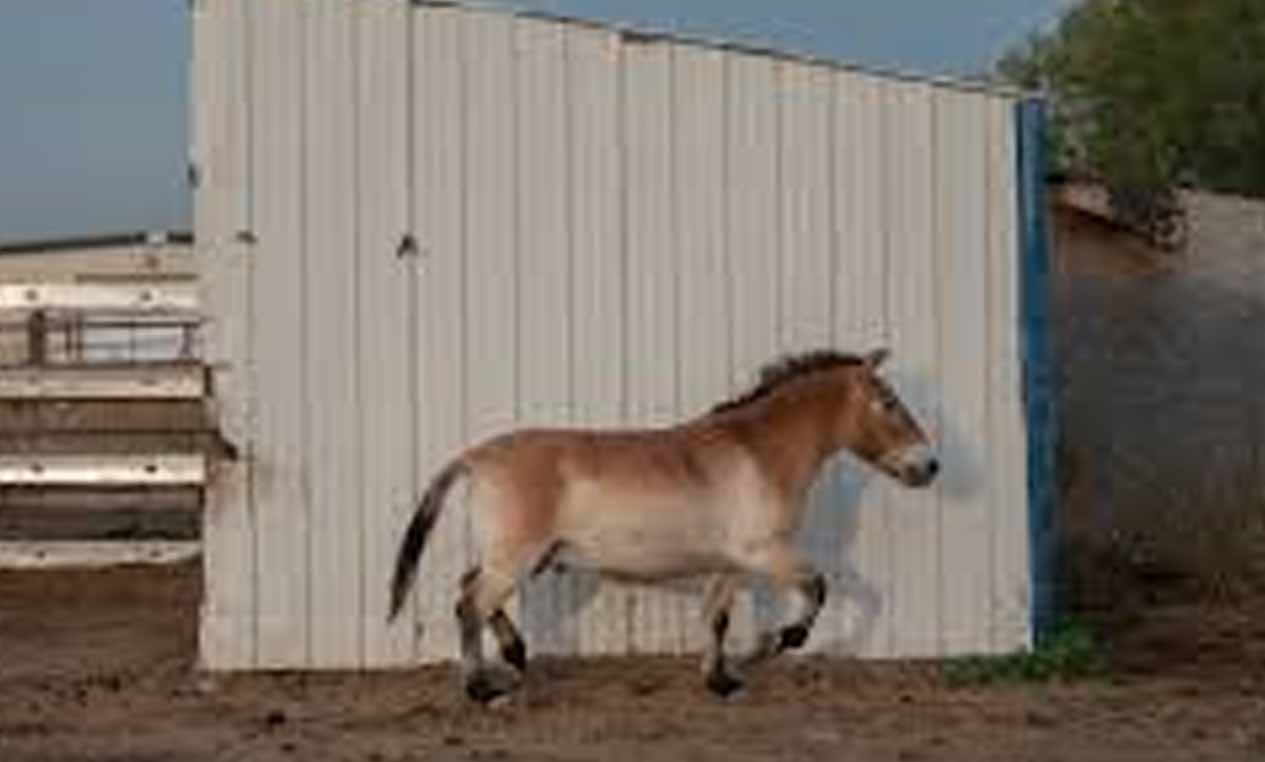 My Husband Sold My Horse While I Was Away โ When I Overheard the Real Reason, I Went to War with Him