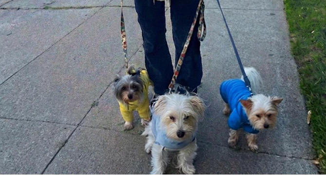 My Husband Tried to Sell My Animal Shelter to Build a House for His Pregnant Mistress โ I Made Sure He Regretted It