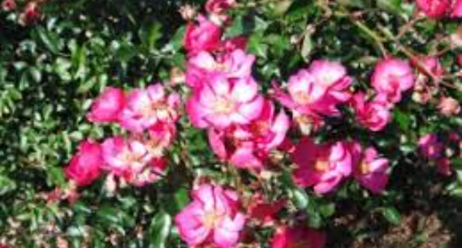 Grandma Asked Me to Move Her Favorite Rosebush One Year After Her Death – I Never Expected to Find What She’d Hidden Beneath It