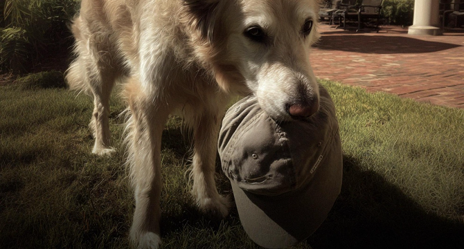 My Young Son Disappeared During a Family Vacation – Five Hours Later, a Dog Returned with His Hat in Its Teeth