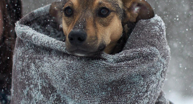 She Took Care of a Stray Dog – Its Collar Revealed Something She Never Expected