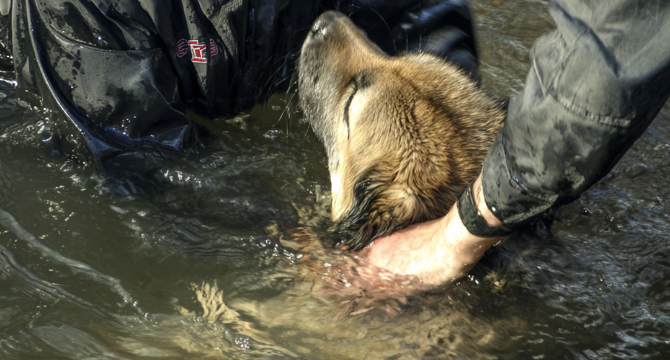 A Teenager Jumped Into a River to Save a Dog – The Next Morning, a Black SUV Pulled up to His House